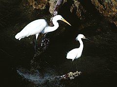 Great and Snowy Egrets, Captiva Island, Florida